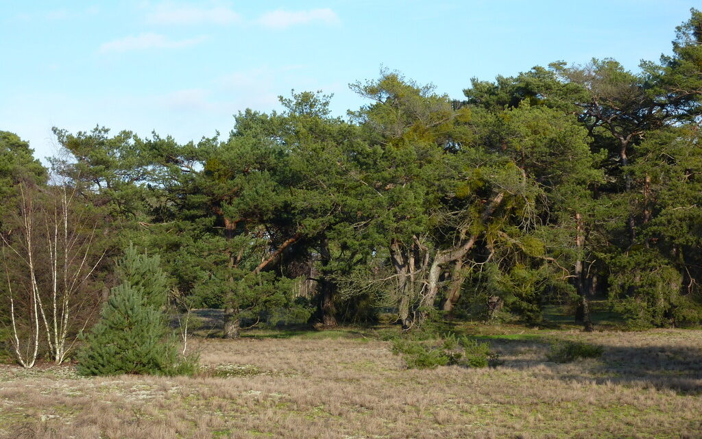 Schwanheimer Düne