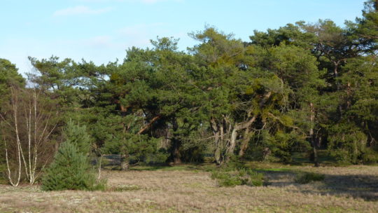 Schwanheimer Düne